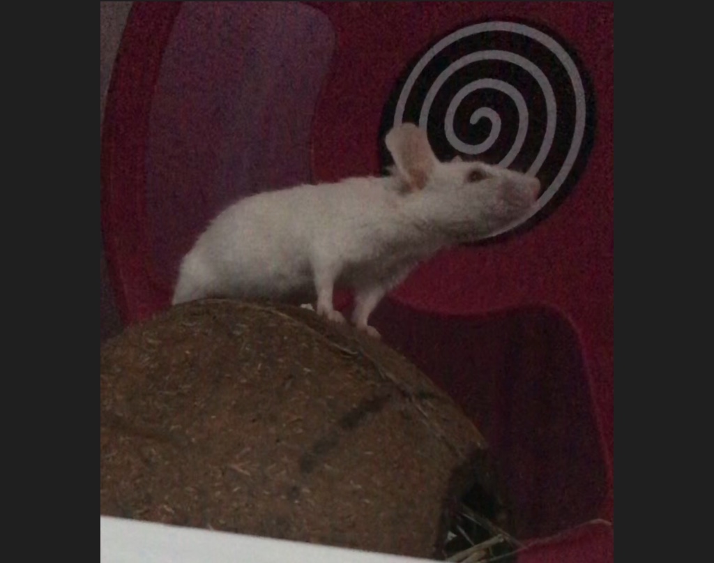 Biała mysz odpoczywająca na kokosie