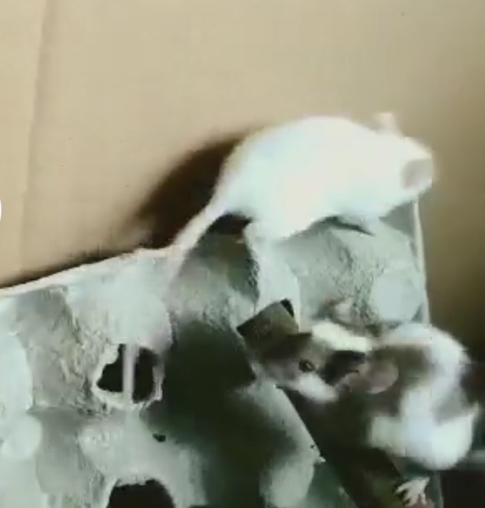 myszki bawia sie w dziurach kartonowego pudelka po jajkach (30 sztuk)