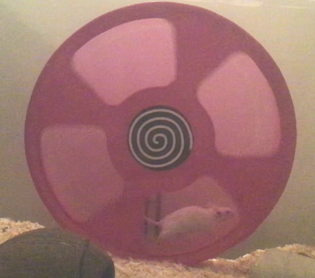 Biegnąca biała mysz w różowym kołowrotku (28 cm, firma Trixie)