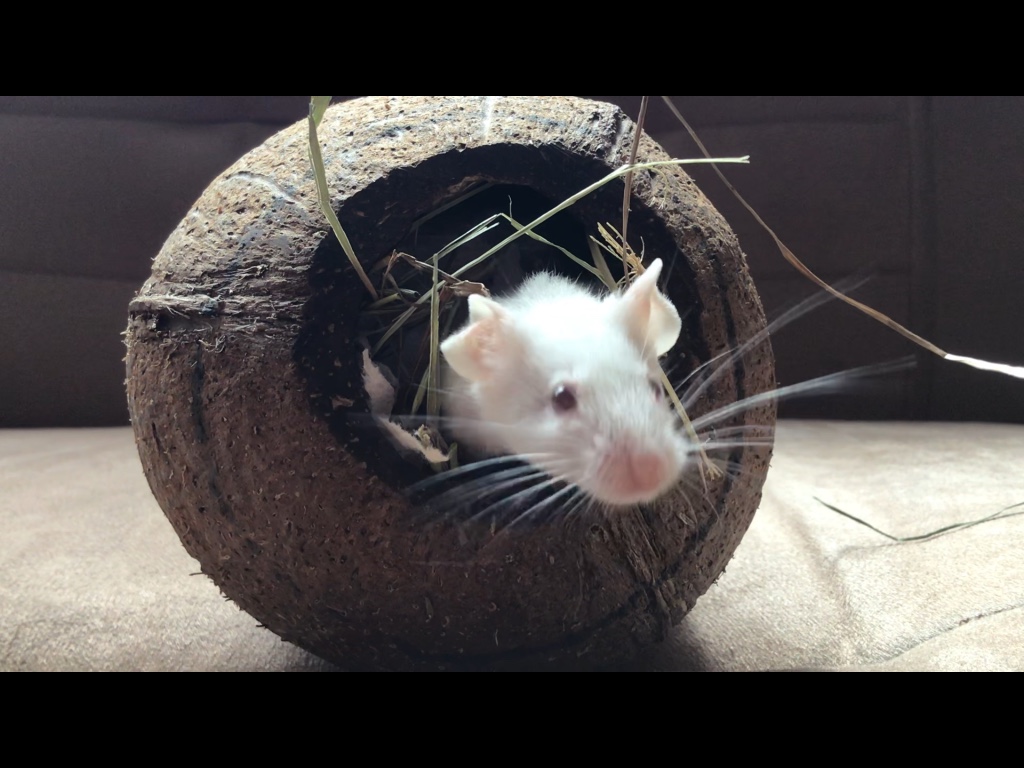mysz wychyla sie z kokosa